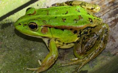 Pelophylax fukienensis (Pope, 1929) 金線蛙