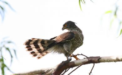 Accipiter trivirgatus formosae Mayr, 1949 鳳頭蒼鷹(台灣特有亞種)