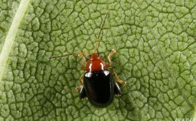 Bikasha collaris (Baly, 1877) 紅頸平頭葉蚤