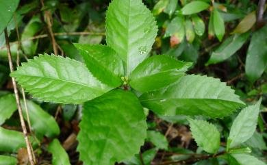 Sarcandra glabra (Thunb.) Nakai 草珊瑚