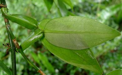 Pothos chinensis 柚葉藤