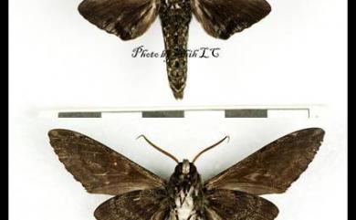 Dolbina formosana Matsumura, 1927 白星天蛾