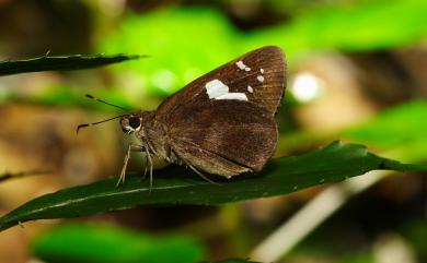 Notocrypta curvifascia (C. Felder & R. Felder, 1862) 袖弄蝶