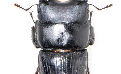 Aegus laevicollis formosae Bates, 1866 臺灣肥角鍬形蟲