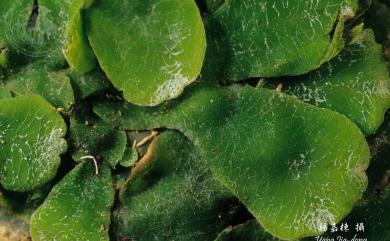Dumortiera hirsuta (Sw.) Nees 毛地錢