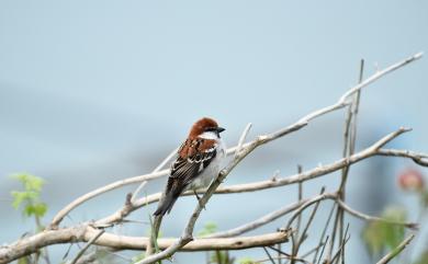 Passer cinnamomeus rutilans (Temminck, 1836) 山麻雀