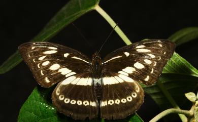 Limenitis asura baelia (Fruhstorfer, 1908) 白圈線蛺蝶