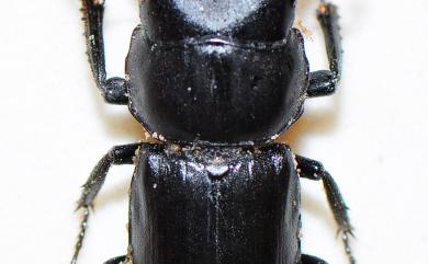 Dorcus striatipennis yushiroi Sakaino, 1997 條紋鍬形蟲