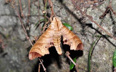 Marumba saishiuana formosana Matsumura, 1927 臺灣六點天蛾