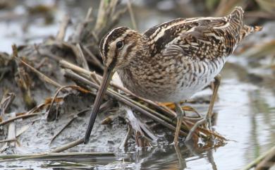 Gallinago gallinago (Linnaeus, 1758) 田鷸