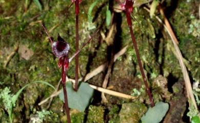 Corybas puniceus 豔紫盔蘭