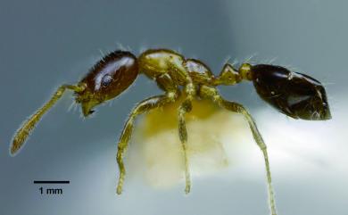 Monomorium floricola Jerdon, 1851 花居單家蟻