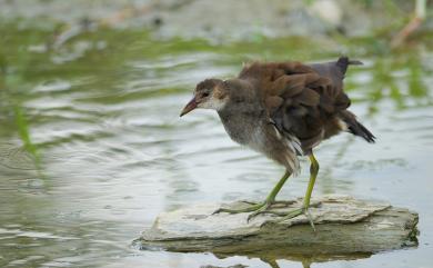 Gallinula chloropus chloropus (Linnaeus, 1758) 紅冠水雞