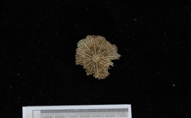 Fungiacyathus fragilis Sars, 1872 脆弱蕈杯珊瑚