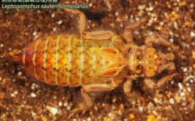 Leptogomphus sauteri formosanus Matsumura, 1926 紹德春蜓嘉義亞種