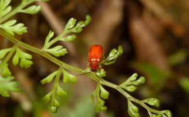 Zeugophora ruficollis (Chujo, 1932) 大褐盾胸金花蟲