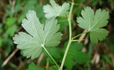Ribes formosanum Hayata 臺灣茶藨子