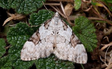 Pennithera subcomis (Inoue, 1978) 五環波尺蛾