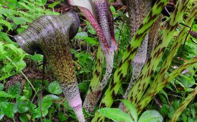 Arisaema taiwanense var. taiwanense J. Murata 蓬萊天南星