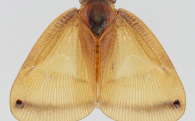 Ricanoides flabellum (Noualhier, 1896) 端點廣翅蠟蟬