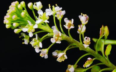 Lepidium virginicum L. 獨行菜