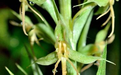 Habenaria stenopetala 狹辦玉鳳蘭