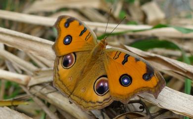 Junonia almana Linnaeus, 1758 眼蛺蝶