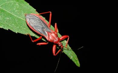 Tapeinus fuscipennis (Stål, 1874) 紅平腹獵蝽