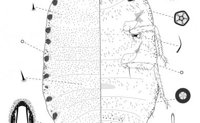 Rastrococcus spinosus (Robison, 1918) 刺平粉介殼蟲