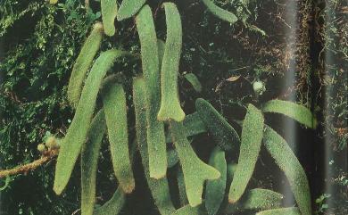 Pyrrosia linearifolia (Hook.) Ching 絨毛石葦