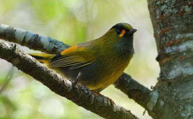 Liocichla steerii Swinhoe, 1877 黃胸藪眉