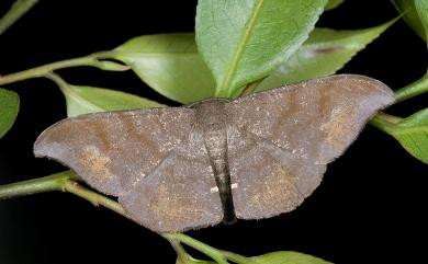 Hyposidra aquilaria (Walker, 1862) 黯鉤尺蛾