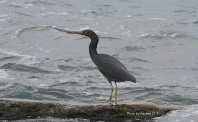 Egretta sacra (J. F. Gmelin, 1789) 岩鷺