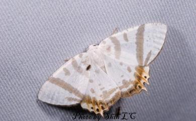 Tristrophis rectifascia rectifascia Wileman, 1912 粗帶刺尾尺蛾