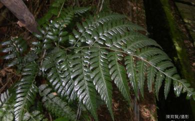 Dryopteris polita 臺東鱗毛蕨