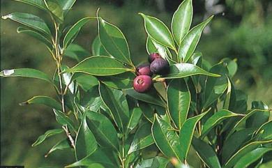 Syzygium acuminatissimum 賽赤楠