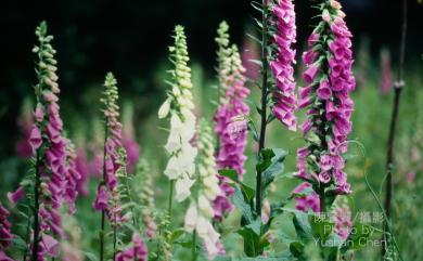 Digitalis purpurea 毛地黃