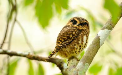 Glaucidium brodiei pardalotum (Swinhoe, 1863) 鵂鶹