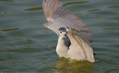 Nycticorax nycticorax nycticorax (Linnaeus, 1758) 夜鷺