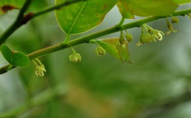 Phyllanthus oligospermus Hayata 新竹油柑