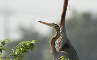 Ardea purpurea manilensis Meyen, 1834 紫鷺