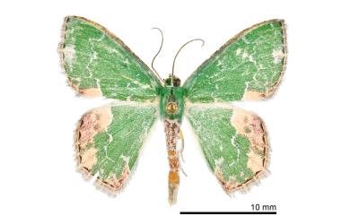 Eucyclodes infracta (Wileman, 1911) 彎彩翠尺蛾