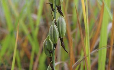 Eulophia dentata Ames 紫芋蘭