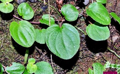 Bredia hirsuta var. rotundifolia (Yan Liu & C.H. Ou) S.F. Huang & T.C. Huang 圓葉布勒徳藤