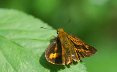 Telicota ohara formosana Fruhstorfer, 1911 寬邊橙斑弄蝶