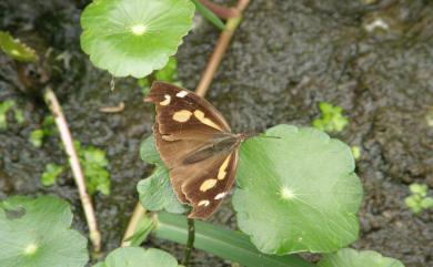 Libythea lepita formosana Fruhstorfer, 1908 東方喙蝶