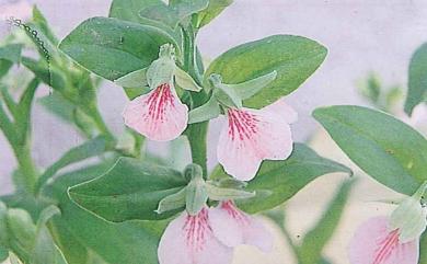 Brachycorythis galeandra (Rchb.f.) Summerh. 寬唇苞葉蘭