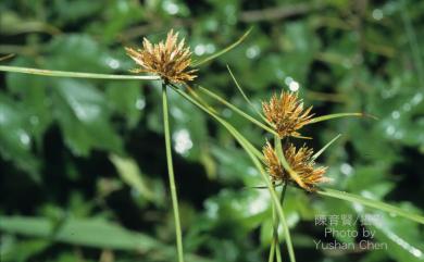 Cyperus polystachyos Rottb. 多枝扁莎