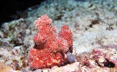 Dendronephthya mucronata (Pütter, 1900) 尖刺棘穗軟珊瑚