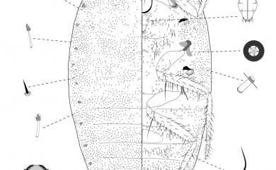 Heliococcus bambusae (Takahashi, 1930) 突眼星粉介殼蟲